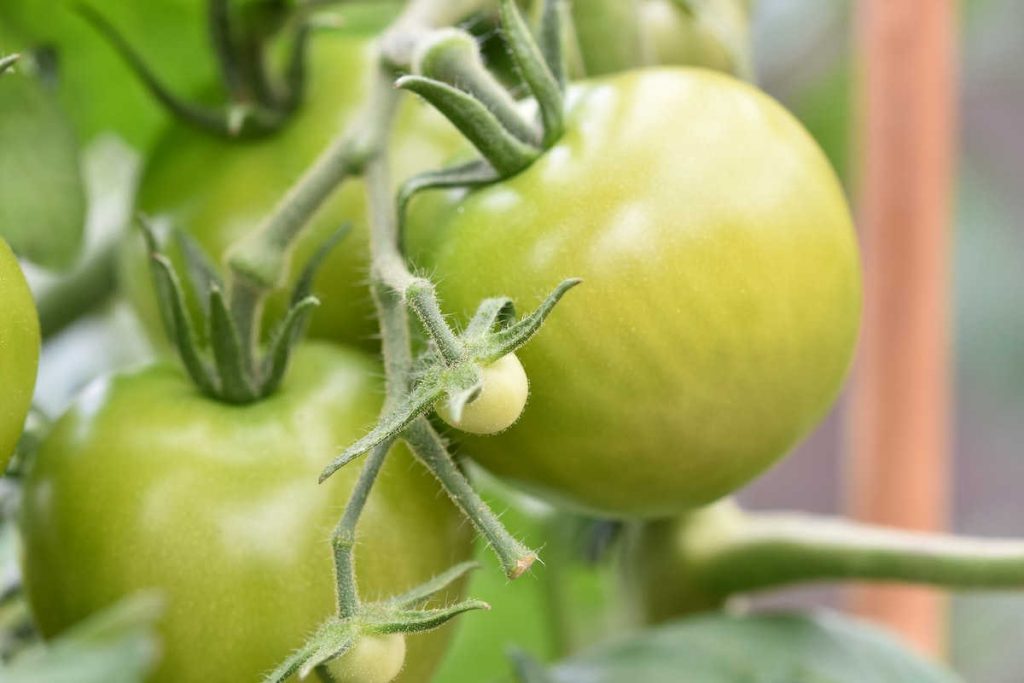 green tomatoes on a vine.